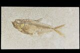 Bargain, Fossil Fish (Diplomystus) - Wyoming #177360-1